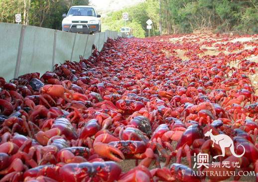 震撼多圖!“紅色浪潮”襲擊澳洲聖誕島,那景象,舉世罕見