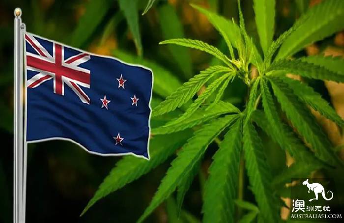 新西兰2020年或将大麻合法化，澳洲议员：澳洲立刻跟上