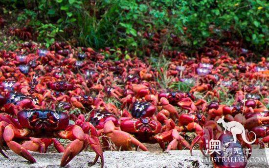 震撼多圖!“紅色浪潮”襲擊澳洲聖誕島,那景象,舉世罕見