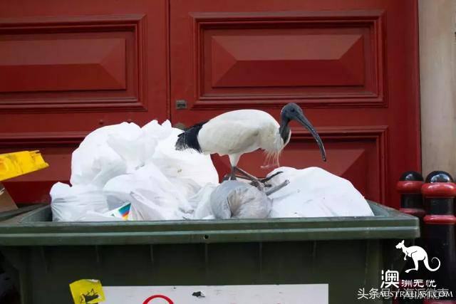 終於知道澳洲街頭的“垃圾鳥”叫什麼了,然而政府卻開始下令捕殺