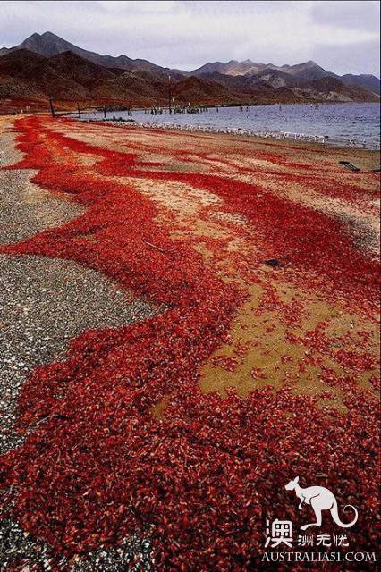 震撼多圖!“紅色浪潮”襲擊澳洲聖誕島,那景象,舉世罕見
