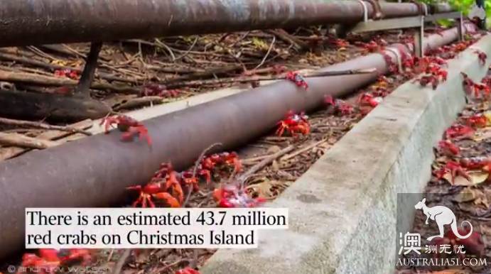 震撼多圖!“紅色浪潮”襲擊澳洲聖誕島,那景象,舉世罕見