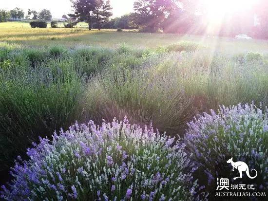 開春啦,悉尼週邊“拈花惹草”全攻略,妳學會了嗎?