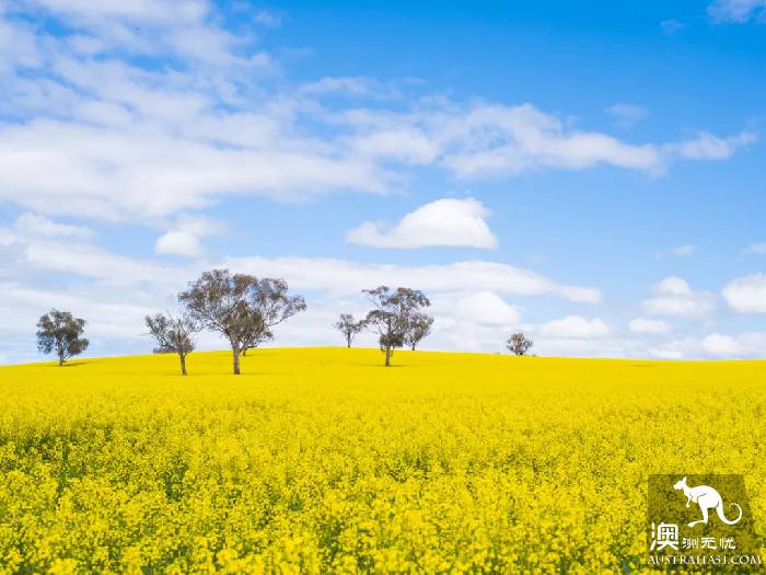 開春啦,悉尼週邊“拈花惹草”全攻略,妳學會了嗎?