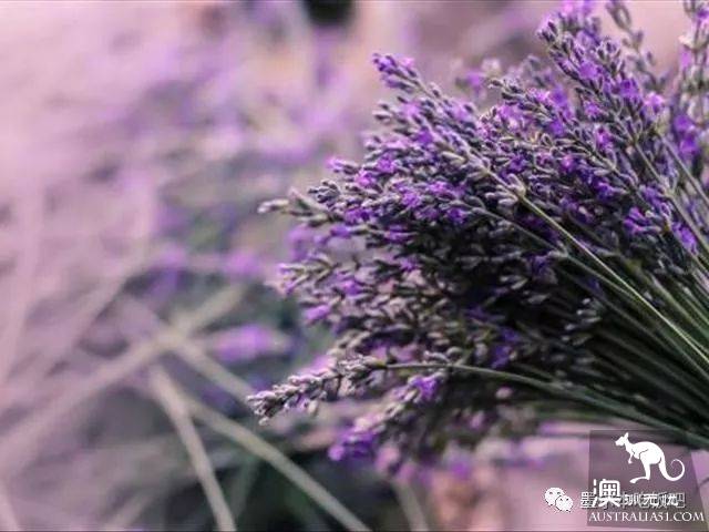 維州四大著名薰衣草花海最強攻略!瞬間穿越到普羅旺斯