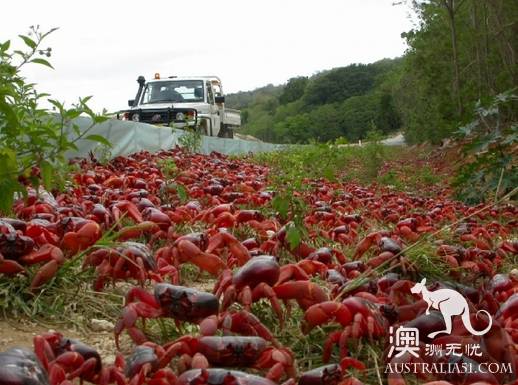 震撼多圖!“紅色浪潮”襲擊澳洲聖誕島,那景象,舉世罕見