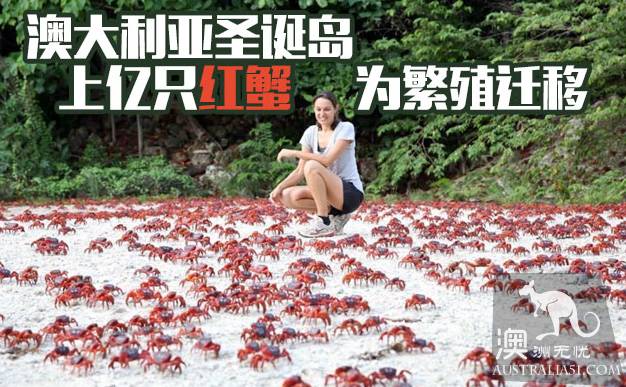 震撼多圖!“紅色浪潮”襲擊澳洲聖誕島,那景象,舉世罕見