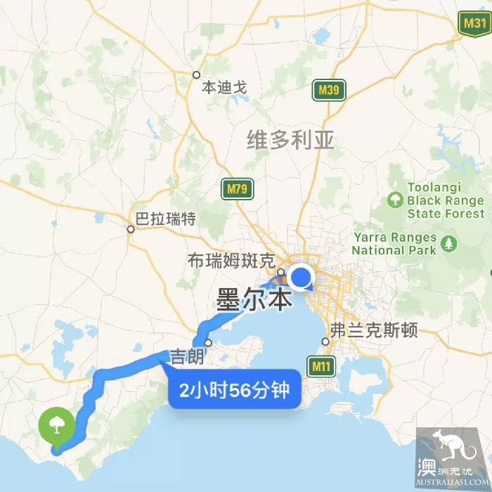 墨爾本最全螢火蟲觀賞攻略,開車2小時!一起去Melba Gully看滿目的螢火蟲