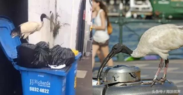 終於知道澳洲街頭的“垃圾鳥”叫什麼了,然而政府卻開始下令捕殺